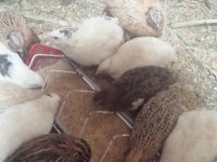 Çeşitli bıldırcınlar