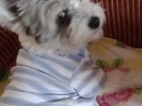 2.5 Yaşında Terrier