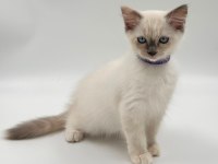 Ragdoll bebekler rezerve açık