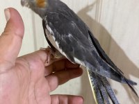 45 Günlük Konuşturmalık Grey Bebek Sultan Papağanı