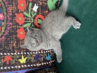 Ayı kafa gri yavru british shorthair