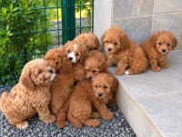 Kore Kan Toypoodle 