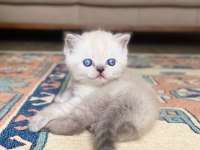 A KALİTE BRİTİSH SHORTHAİR LYNX POİNT