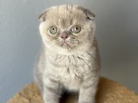 Scottish Fold Kedisi