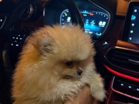Pomeranian Boo 4 Aylık