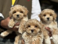 Ankaranın en güzel kore maltipoo yavruları