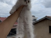 Üst sınıf scottish fold longhair erkek yavru
