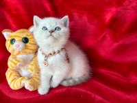 55 günlük erkek british shorthair yavrular