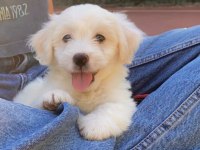 Yavru Malta terrier