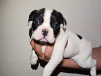 50 günlük Maskeli French Bulldog Oğlumuz