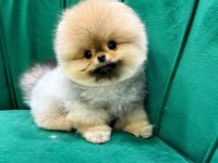 MUHTEŞEM POMERANİAN BOO YAVRULARIMIZ