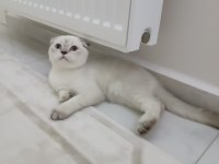 Scottish Fold Blue Point