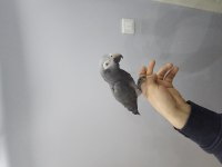 FULL EVCİL KONUŞAN JAKO