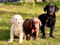 Labrador Retriever Yavruları Sağlık ve Irk Garantili
