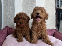 EN İYİSİNDEN POODLE BEBEKLER