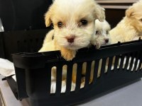 Sıfır numara terrier köpeği yavrularımız