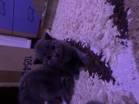 British shorthair yavru kedilerim