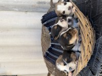 Irk ve sağlık garantili beagle yavrular