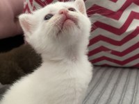 Safkan british shorthair dişi yavru yeni yuvasını arıyor
