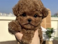 Evinizin Yeni Neşesi Poodle Köpeği