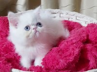 Exotic shorthair bebişler