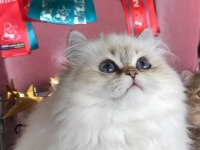 Show kalite prenses british longhair
