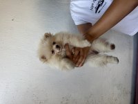 Pomeranian Boo 2 aylık Dişi