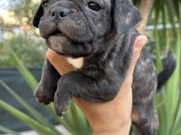 2 Dişi 1 Erkek Pug