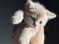 OYUNCAK GİBİ YAVRU SCOTTİSH FOLD KEDİMİZ