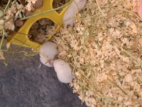 Yavru Hamster