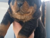 Rottweiler bebeleri