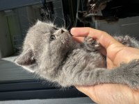 British Yavruları 2 Aylık