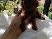 Kore poodle