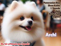 1 Yaş, A+ Kalite Erkek Pomeranian Archi (Eşleştirme İlanı)