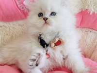 Maviş point British Longhair bebeklerım 