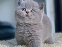 British shorthair kedilerimiz sahiplenecek yuva arıyorlar