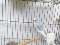 Sahiplendirilecek muhabbet kuşu