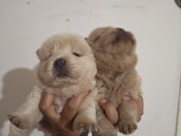 Çok Sevimli ve Oyuncu Chow Chow Yavrularımız