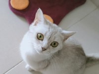 British longhair silver dişi