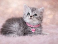 British shorthair 55 günlük