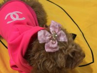 Kahverengi kore toy poodle