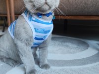 2 yaşında kısırlaştırılmış aşıları tam british shorthair