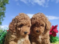 Poodle yavrularımız ırk garantilidir