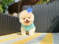 Irkın en iyilerinden tam pomeranian boo garantili