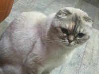 Kısır Dişi Ücretsiz Scottish Fold