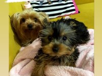 Teacup Yorkshire Terrier