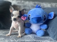Kg Garantili Teacup Chihuahua Erkek