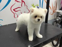 Uysal Pomeranian