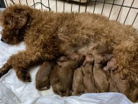 2 Aylık Dişi ve Erkek Red Toy Poodle Yavru Karma Aşılı