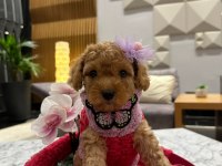 Yeni gelen maltipoo bebeklerimiz